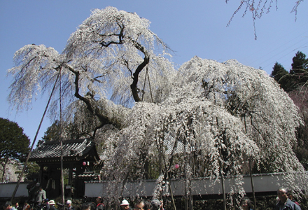 清雲寺