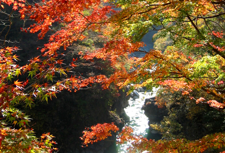 吉田エリアの紅葉シーズン