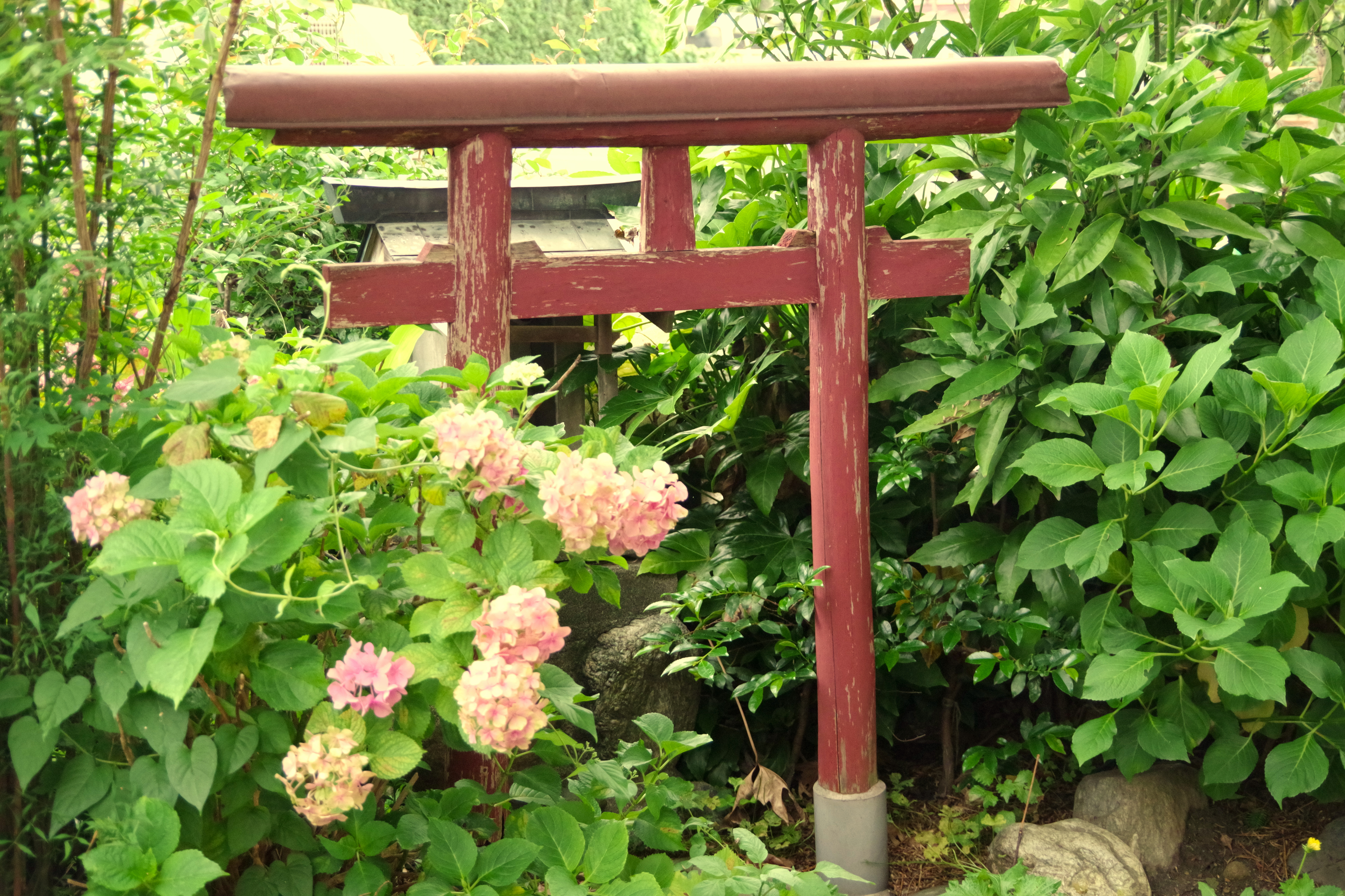 呼ばれた気がしてしゃがんでみたところ。