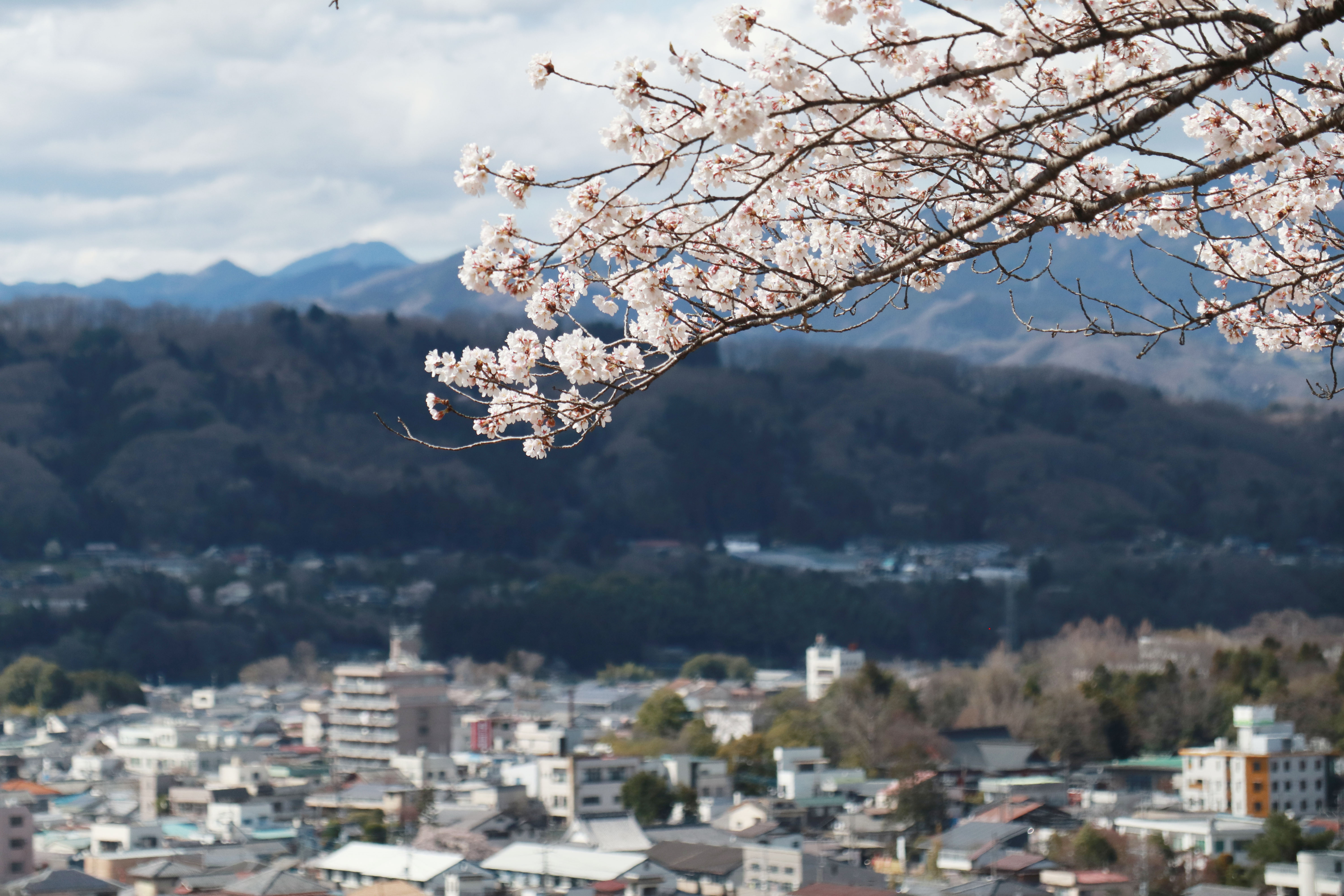 桜の季節